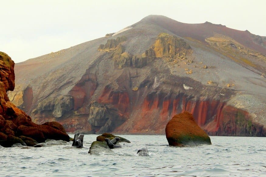 Deception Island Antarctica Seals HoneyTrek.com .jpg
